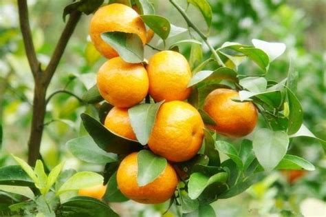橘子樹種植
